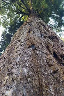 Coniferous Tree Trunks Imprime: Sequoia (Sequoioideae), tree trunk