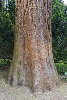 Mammoth Tree Trunks Imprime: Sequoia (Sequoioideae), tree trunk