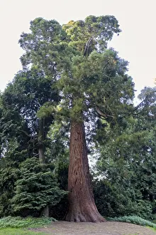 Coniferous Trees Europe Imprime: Sequoia (Sequoioideae), tree trunk