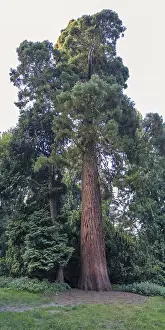 Sequoia Tree Trunk Imprime: Sequoia (Sequoioideae), tree trunk