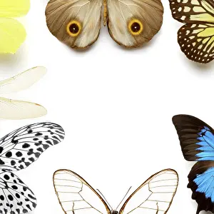Flying Insects In Habitat Imprime: Sh_pKaYxo7A