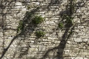 Autumn Mood Photography Imprime: The shadows of trees dancing on the wall