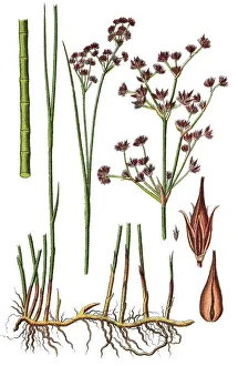 Natural Remedy Herbs Imprime: Sharp-flowered rush (Juncus acutiflorus)
