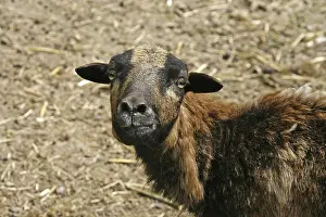 Farm Animals Imprime: Sheep