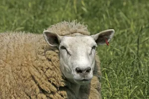 Deserted Landscape Animals Imprime: Sheep