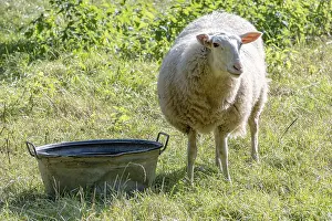 Animal Husbandry Practices Imprime: Sheep on dike eats grass