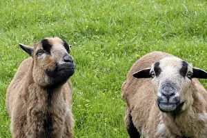 Animal Husbandry Practices Imprime: Sheep on dike eats grass