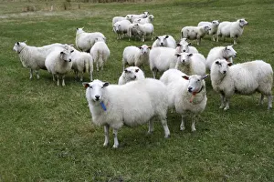 Productive Livestock Farming Imprime: Sheep in Hoddevik