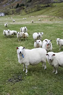 Livestock Farming Practices Imprime: Sheep in Hoddevik