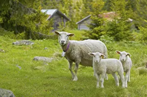 Young Animal Photography Imprime: Sheep with lambs