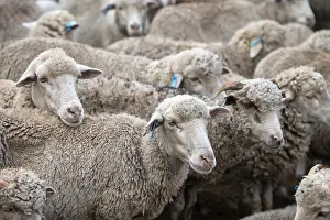Imágenes fechadas el 4 de mayo de 2024: Ovejas disparadas de cerca. Libode, Cabo Oriental.