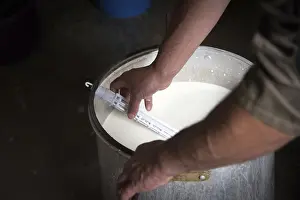 Sheep Cheese Making Imprime: Sheep's cheese making