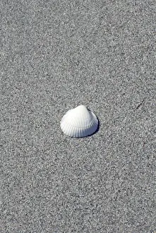 Deserted Coast Imprime: Shell on the beach