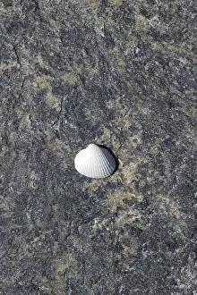 No People Beachfront Views Imprime: Shell on the beach