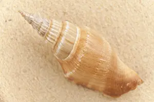 Concha Imprime: Concha en la playa.