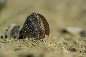 German Travel Photography Imprime: A shell is lying in the sand on the beach