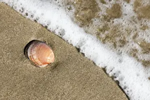 Mollusk Shell Image Imprime: A shell in the sand on the beach