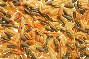 Deserted Table Setting Ideas Imprime: Shell shaped spaghetti background