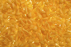 Uninhabited Kitchen Scene Imprime: Shell shaped spaghetti background