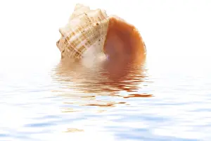 White Studio Environment For Text Imprime: Shell on a white background