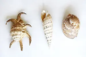 Closeup Studio Photography Imprime: Three shells