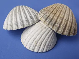 Concha Imprime: Shells