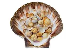Concha Imprime: Shells