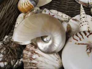 Cephalopod Species Imprime: Shells in a basket