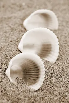Beach Shells Imprime: Shells on the beach