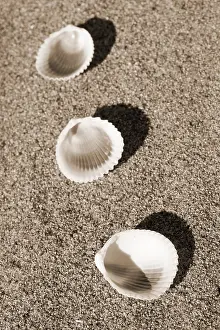 Beach Shells Imprime: Shells on the beach