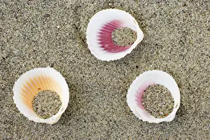 Beach Shells Imprime: Shells on the beach