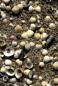 Deserted Seaside Scene Imprime: Empty shells on a beach