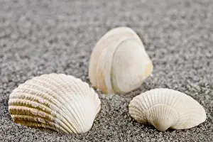 Concha Imprime: Conchas en la playa.