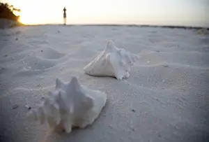 Concha Imprime: Conchas en la playa, Cuba.