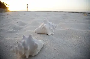 Bivalve Shell Images Imprime: Shells on the beach, Cuba