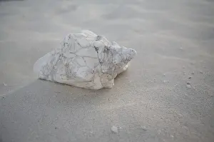 Concha Imprime: Conchas en la playa, Cuba.