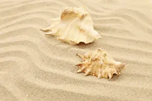 Bivalve Shells Imprime: Two shells is located on sandy background