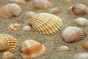 Concha Imprime: Conchas en la arena.