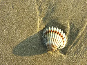 Sandy Beach Tracks Imprime: Shells in the sand