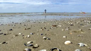 North Holland Beaches Imprime: Shells on sandy beach with a walker in the background