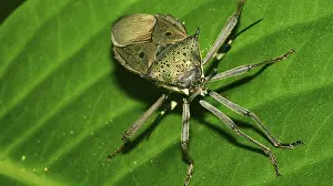 Impresiones de Escarabajo de Escudo, Chust Bug, Hemiptera, Selva Tropical, Cuenca del Río Napo, Amazonia, Ecuador, América Imágenes Relacionadas Imprime: Escarabajo de escudo, Chust Bug, Hemiptera.