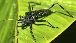 Hemípteros Imprime: Escarabajo de escudo, Chust Bug, Hemiptera.