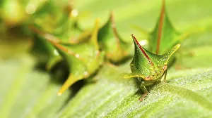 Hemípteros Imprime: Escarabajo de escudo, Chust Bug, Hemiptera.