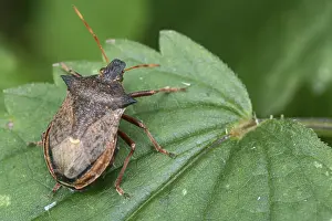 Hemípteros Imprime: Un escarabajo de escudo en la hoja.