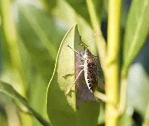 True Bug Wildlife Photography Imprime: Shield bug on the leaf of a bush