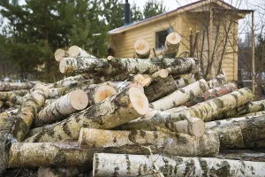 Rural Countryside Scene Imprime: A shoot of stack of birch logs