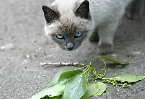 Siamese Cat Imprime: Siamese cat