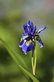 Deserted Nature Scenes Imprime: Siberian iris
