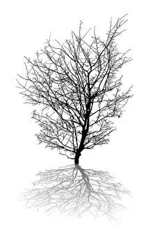 White Background Illustration Imprime: Silhouette of a leafless tree and shadow