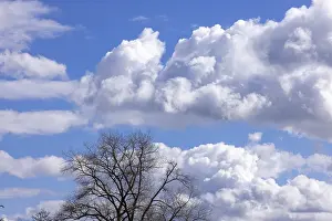 United Kingdom Cloudy Skies Imprime: Silhouettes, tree, clouds, sky